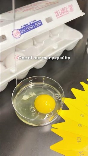 Welcome to the Egg Lab 🔬