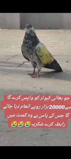 Unique Pigeon with Yellow Neck Patch in Urban Setting