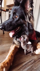 Teeniest baby Frenchie wanted to bark but wasn't strong enough — watch how proud he is to bark for the first time! 😍 | Little But Fierce by The Dodo