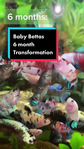 6-Month Betta Fish Transformation