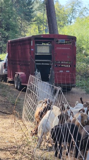 3.7K views · 140 reactions | Loading weaned goats #hanskifamilyfarms #goats #babygoats #loadup | Hanski Family Farms | Facebook