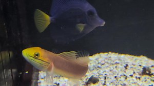 🌊 New Arrival Alert! 🐟✨ We just got in several stunning species of saltwater Goby — vibrant, full of personality, and ready to bring life to your reef tank! These little gems are known for their quirky behavior and bold colors. Come check them out in person — they won't last long! 📍 Aqua Life Aquarium 4505 Granite Dr., Rocklin, CA #SaltwaterFish #GobyFish #AquariumLife #ReefTankReady #AquaLifeAquarium #RocklinFishStore #NewFishArrival | Aqua Life Aquarium