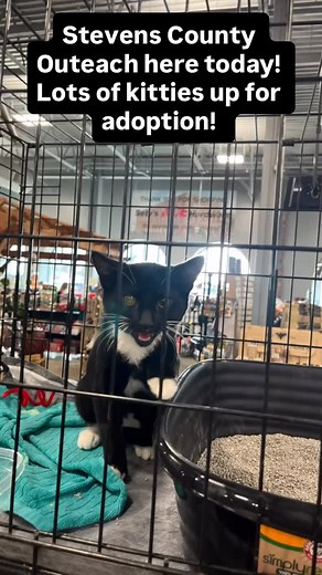 @stevens_county_animal_outreach is in store today with cats for adoption! @setysacehardware | Sety's Ace Hardware