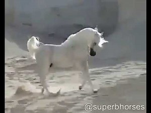 Desert is the home of Arabian horses.