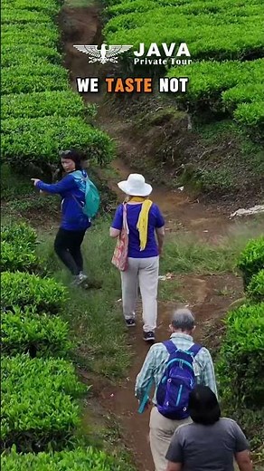 Peaceful Morning Tea Walk in Sukawana, Bandung | Java Private Tour