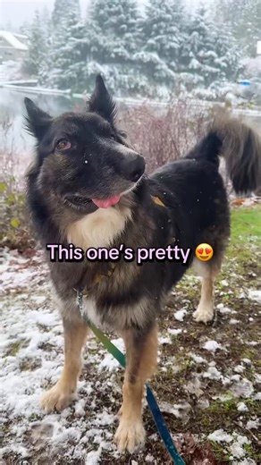 Brodie & Raven 🇨🇦 | The epitome of wabi sabi 🥹🩷🥰 #wabisabi | Instagram