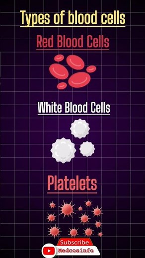 types of blood cells and their functions