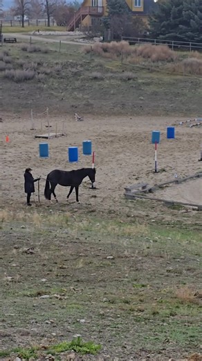 Long lining Dazzle around the bending poles today — and she did so well! It’s amazing to watch her balance, softness, and understanding grow with every session. Love this little mare. 💛🐴 #Dazzle #LongLining #BendingPoles #YoungHorseTraining #HorsemanshipJourney #LightAndSoft #HorseProgress #MasteryHorsemanship