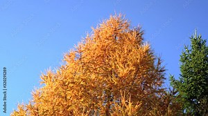 Looking up orange coloured European larch (Larix decidua), another coniferous tree next to it still green. Larches are deciduous and change color in autumn