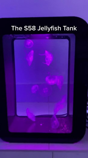 JellyfishFarm on TikTok