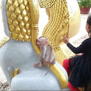 Oh why baby monkey cry like this | Monkey Mean Mean