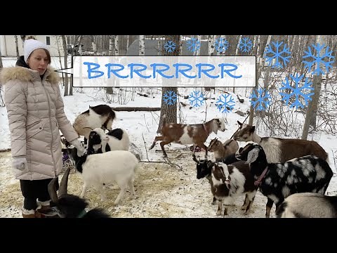 Goats in the cold winter climate - how cold is too cold?! Our December goat update.