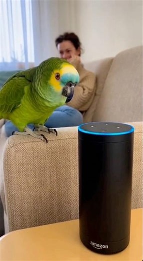 Alexa can't do math 😂🦜 #shorts #ai #sora2 #parrot #alexa