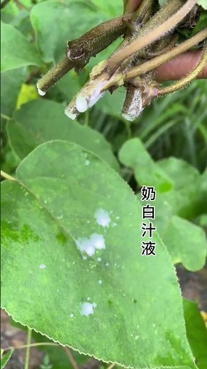 Unveiling the Secret of Mulberry Tree Juice
