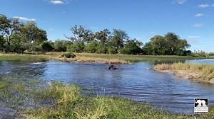 26K views · 2.3K reactions | Morula's most recent swim. I tried to include some wide angles so you can see just how beautiful Morula and Jabu's, Okavango Delta, wilderness home is. Towards the end of the video Morula starts getting concerned and silly about the little crocodile in the pond and does one of her beautiful brassy trumpets. | Living With Elephants Foundation | Facebook