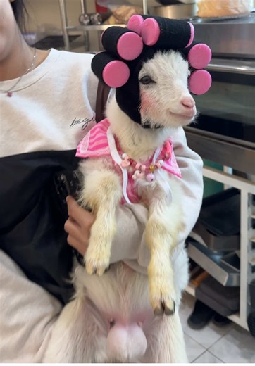 เมื่อหนูเบื่อแม่: สถานการณ์ยากๆ กับแฟชั่นกราบแม่