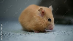hamster eats food close-up. cute red hamster sits on the couch and eats a cookie