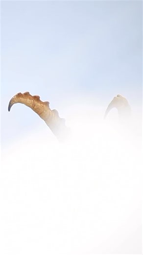 Mathieu Le Lay on Instagram: "En plein cœur de l’hiver dans les Alpes, quand le froid durcit les corps, les mâles bouquetins s’affrontent. C’est l’heure du rut : combats ritualisés, évaluation des adversaires, hiérarchie établie. Les combats ne sont pas chaos mais stratégie : posture, choc des cornes, endurance… Dans le silence glacé de la montagne, un nouveau cycle commence. Et 2026 aussi. ✨ #sonyprofilmmaking #sonyalphauniverse #mathieulelay #frenchalps #ibex"