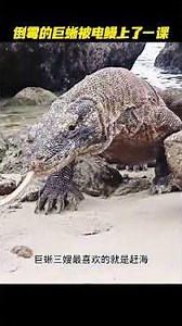 倒楣的科莫多巨蜥趕海吃電鰻，下一秒被電到口吐白沫！