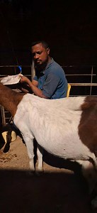 How to give iv fluid to goats | Friends GOATS FARM