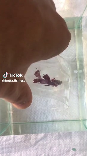 Betta Fish Breeding Made Easy: A Comprehensive Guide