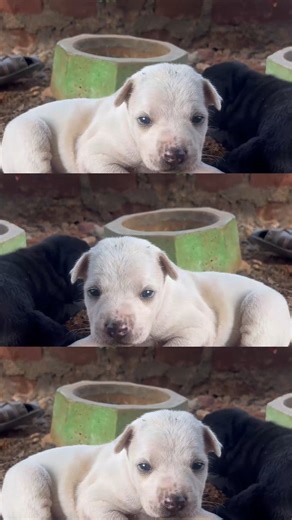 dog #sentharapatti #youtube #youtubefishing #trending #shorts