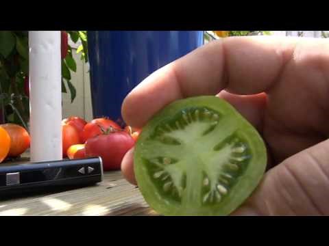 ⟹ Green Zebra Tomato, Solanum lycopersicum Another lime looking tomato TASTE TEST 2016