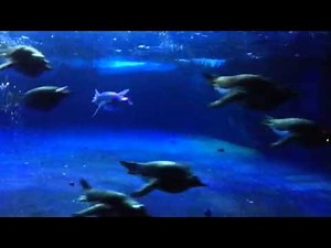 How Do Penguins Swim? | TheDeepHull