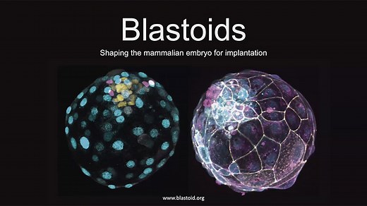VIDEO: Blastoids: Shaping the Mammalian Embryo for Implantation - Nicolas Rivron: Breaking News in Stem Cells