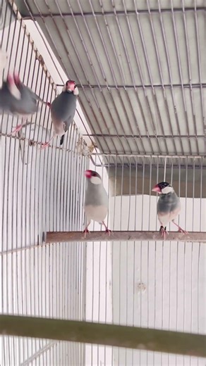 Java finch colony🕊️ #javafinch #javasparrow #birds