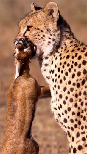 क्यों हाइना छीन लेता हैं चीते का शिकार? 🔥 | Cheetah vs Hyena Reality