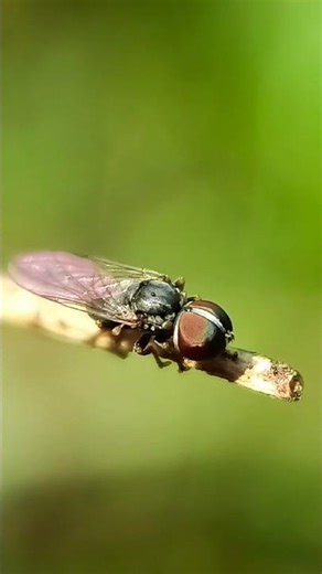 How To Click Tiny Fly Macro Photo 🪰 | Insect Macro Photography 🔥📱