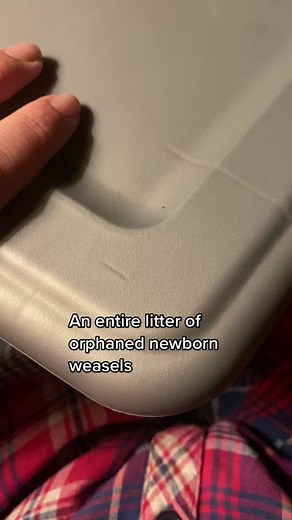 Baby weasels are so much work to raise, but one of my favorite species to intake. They’re such incredible, tiny predators. ❤️ #weasel #babyweasel #stoat #wildliferescue #wildliferehab #foxsanctuary #wolfdog #wolfsanctuary #wolfhybrid #wildlife #redfox #arcticfox #foxkit #babyfox #fyp