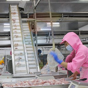 [Hot Item] Complete Chicken Abattoir Automated Poultry Slaughtering Line for Large-Scale Operations