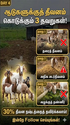 ஆடுகளுக்குத்🐐🌾 தீவனம் கொடுக்கும்போது செய்யும் 3 ❌தவறுகள்! 🐐#shorts #seema#Goat farming Tamil#ஆடு