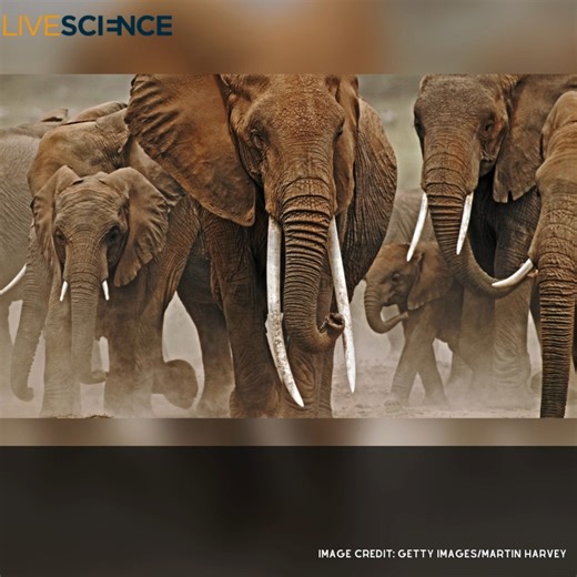 40 reactions · 3 comments | Elephants in Kenya's Amboseli National Park appear to call to each other with individual names using low, complex "rumbles," a study has found. Learn more https://trib.al/H969GqG | LiveScience | Facebook