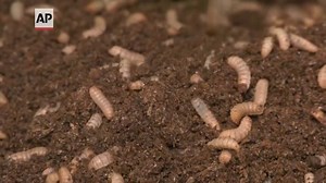 Edible bugs set for business boom