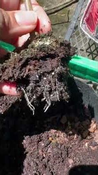 West garden: up pot the tomato starts