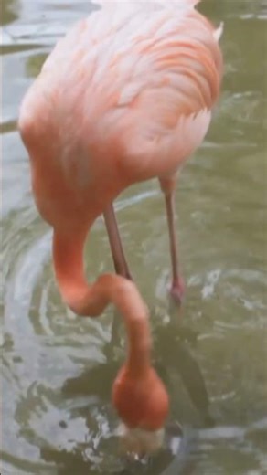 How Do Flamingos Eat Upside Down? 🦩 #FlamingoFacts #BirdFeeding #shorts