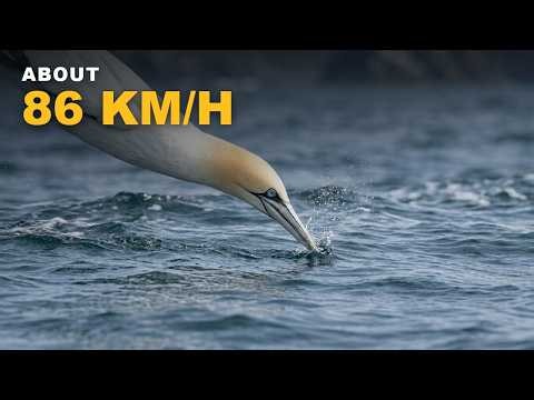This Bird Hits the Sea at About 86 km/h ( ≈ 54 mph) — Then Keeps Hunting