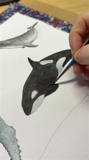 Whale Collection Reintroduction
