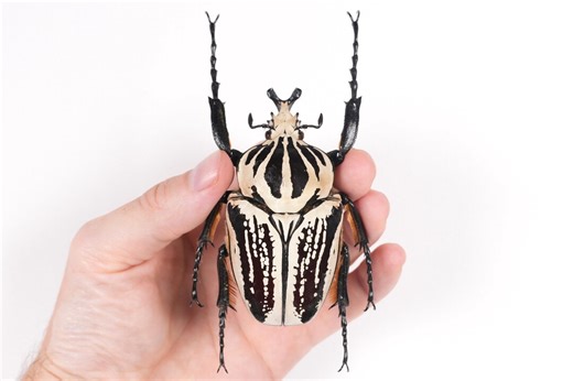 Goliathus Orientalis Preissi Kenya (KE) - Wild Caught - Goliath Beetle Real Dry Insect Unmounted for Artwork, Collection or Taxidermy - Etsy UK