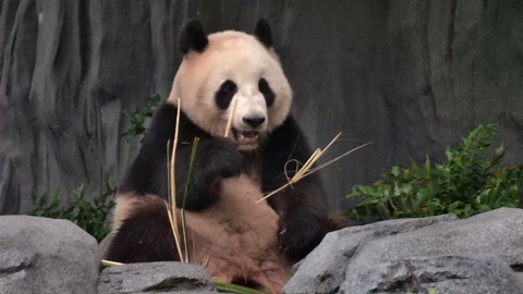 Zoo's hidden camera captures fascinating habits of giant pandas