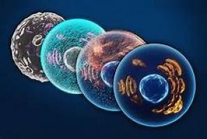 CÉLULA ANIMAL Y VEGETAL