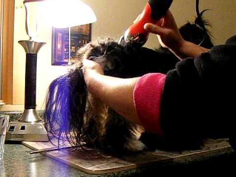 Havanese Home Remedies- The puppy cut