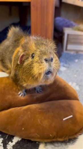 My guinea pig is a poop machine