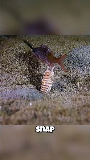 Bobbit Worm: It Strikes FASTER Than You Can BLINK?! 🤯