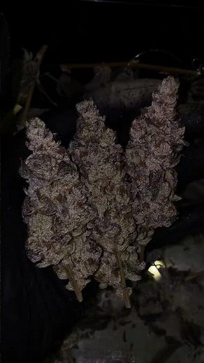 Cap Junky - Capulator's MAC x Seed Junky Genetics