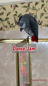 Einstein breaks into a full dance session, 🎶 finger snapping, whistling, and even composing his own little tune. It’s part concert, part chaos, and 100% original Einstein energy. #ConcertVibes #dancingisfun #parrotlife | Einstein the Talking Texan Parrot