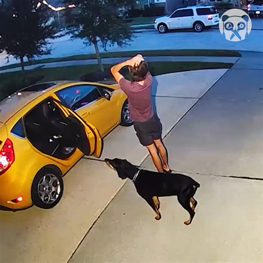 Clumsy dog jumps into closed car door | Bored Panda Art